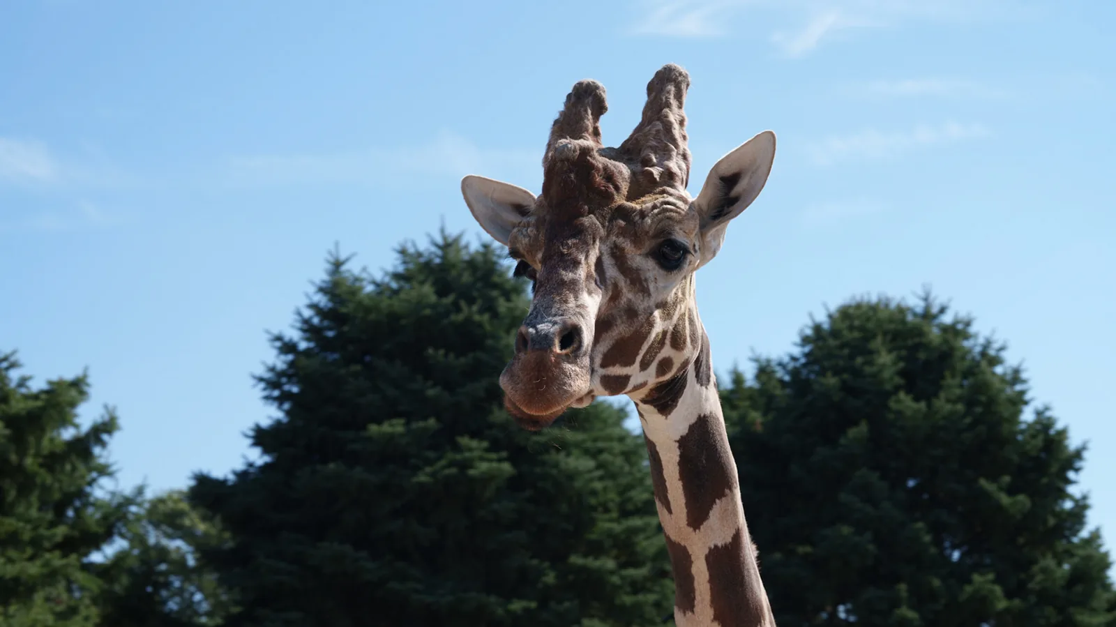 A giraffe leaning into the frame against a bright blue sky.