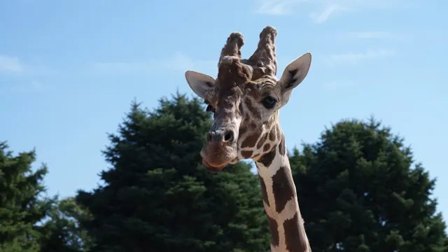 A giraffe leaning into the frame against a bright blue sky.